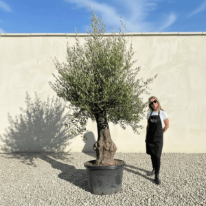 A999 Gnarled Olive Tree (Bella)