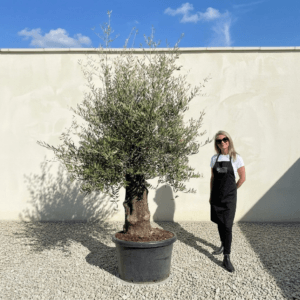 B1 Gnarled Olive Tree (Bella)