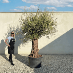 B10 Gnarled Olive Tree (Bella)