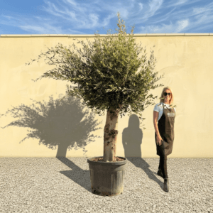 Tuscan Olive Tree B101 (Vecchio Range)