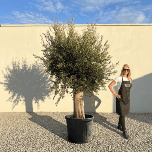 Tuscan Olive Tree B102 (Vecchio Range)