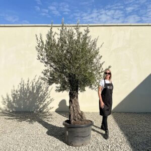 Gnarled Olive Tree (Bella) B103