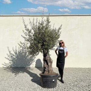 Gnarled Olive Tree (Bella) B104