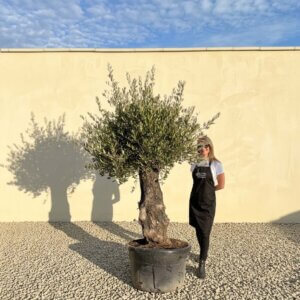 Gnarled Olive Tree (Bella) B105