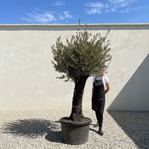 Gnarled Olive Tree (Bella) B106