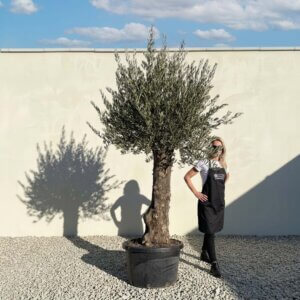 Gnarled Olive Tree (Bella) B107