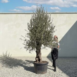 Gnarled Olive Tree (Bella) B108