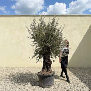 Gnarled Olive Tree (Bella) B109