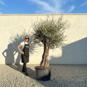 B11 Gnarled Olive Tree (Bella)