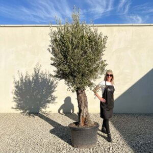 Gnarled Olive Tree (Bella) B110
