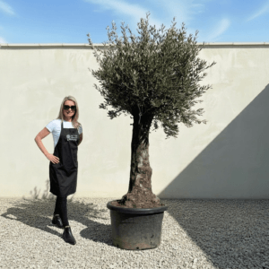 Gnarled Olive Tree (Bella) B111