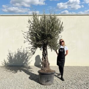 Gnarled Olive Tree (Bella) B112