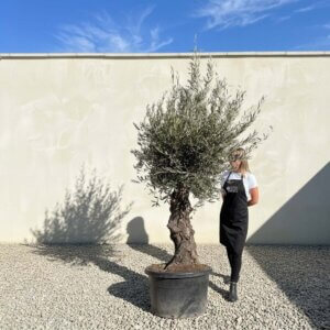 Gnarled Olive Tree (Bella) B113