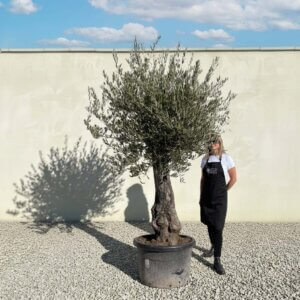 Gnarled Olive Tree (Bella) B114