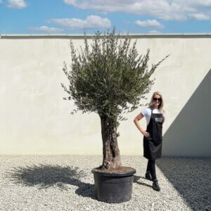 Gnarled Olive Tree (Bella) B115