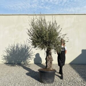 Gnarled Olive Tree (Bella) B116