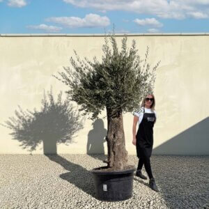 Gnarled Olive Tree (Bella) B117