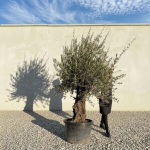 Gnarled Olive Tree (Bella) B119