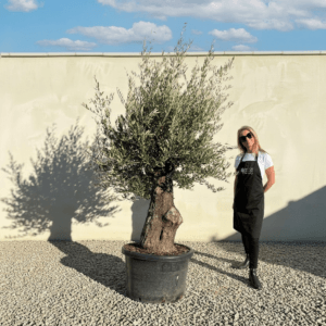 B12 Gnarled Olive Tree (Bella)