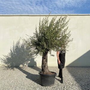 Gnarled Olive Tree (Bella) B120
