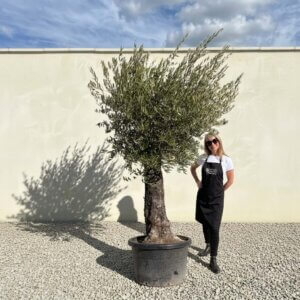 Gnarled Olive Tree (Bella) B121