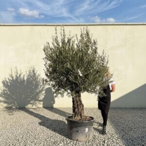 Gnarled Olive Tree (Bella) B122