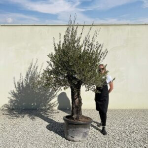 Gnarled Olive Tree (Bella) B123