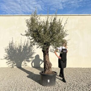 Gnarled Olive Tree (Bella) B124