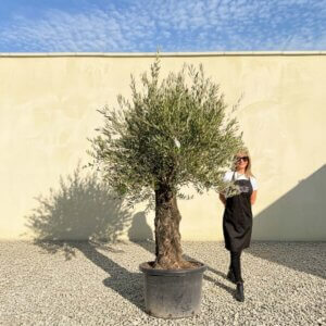 Gnarled Olive Tree (Bella) B125
