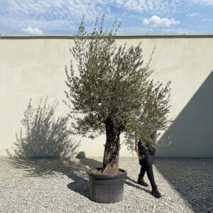 Gnarled Olive Tree (Bella) B127