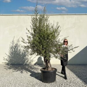 Gnarled Olive Tree (Bella) B128
