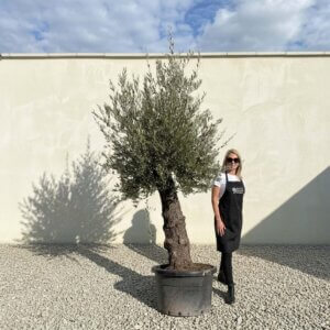 Gnarled Olive Tree (Bella) B129