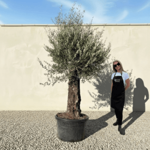 B13 Gnarled Olive Tree (Bella)