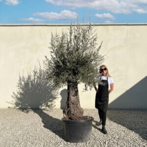 Gnarled Olive Tree (Bella) B130