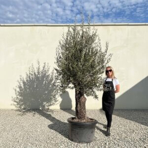 Gnarled Olive Tree (Bella) B131