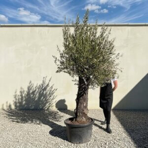 Gnarled Olive Tree (Bella) B132