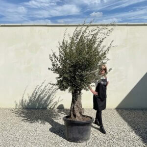 Gnarled Olive Tree (Bella) B133