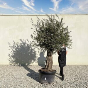 Gnarled Olive Tree (Bella) B134