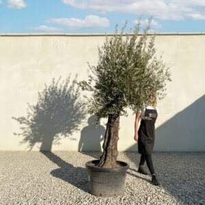 Gnarled Olive Tree (Bella) B135