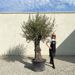 Gnarled Olive Tree (Bella) B136