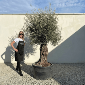 B14 Gnarled Olive Tree (Bella)