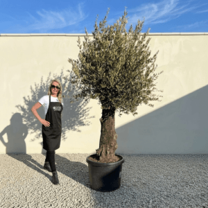 Gnarled Olive Tree (Bella) B142