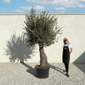 Gnarled Olive Tree (Bella) B143