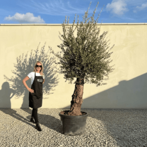 Gnarled Olive Tree (Bella) B144