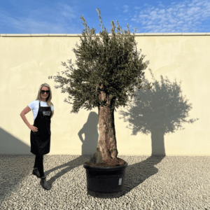 Gnarled Olive Tree (Bella) B146