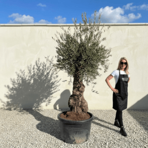Gnarled Olive Tree (Bella) B149