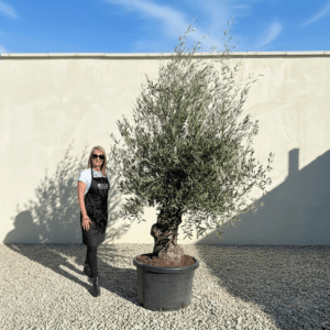 B15 Gnarled Olive Tree (Bella)