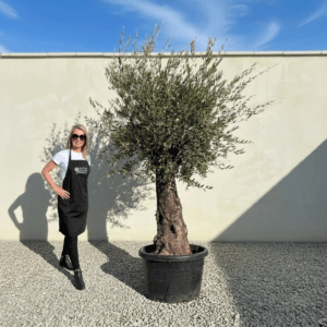 Gnarled Olive Tree (Bella) B150