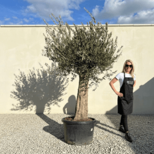 Gnarled Olive Tree (Bella) B156