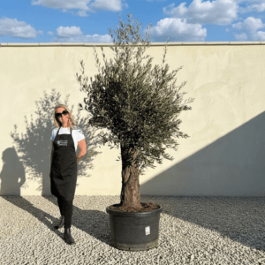 Gnarled Olive Tree (Bella) B158